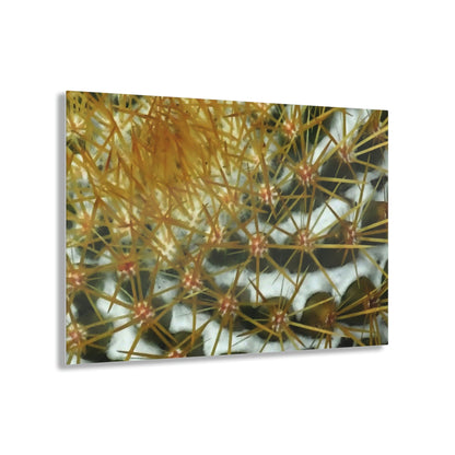 Acrylic Prints - US Made - Ideal for a Stunning Home/Office Decor Ideas - Remote Mona island - Closeup of Monas Cactus in the Plateau - CCMM* - Green Forest Home