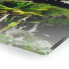 Acrylic Prints - US Made - Ideal for a Stunning Home/Office Decor Ideas - Remote Mona island - Coconut forest & caves from Boat - CCMM* - Green Forest Home