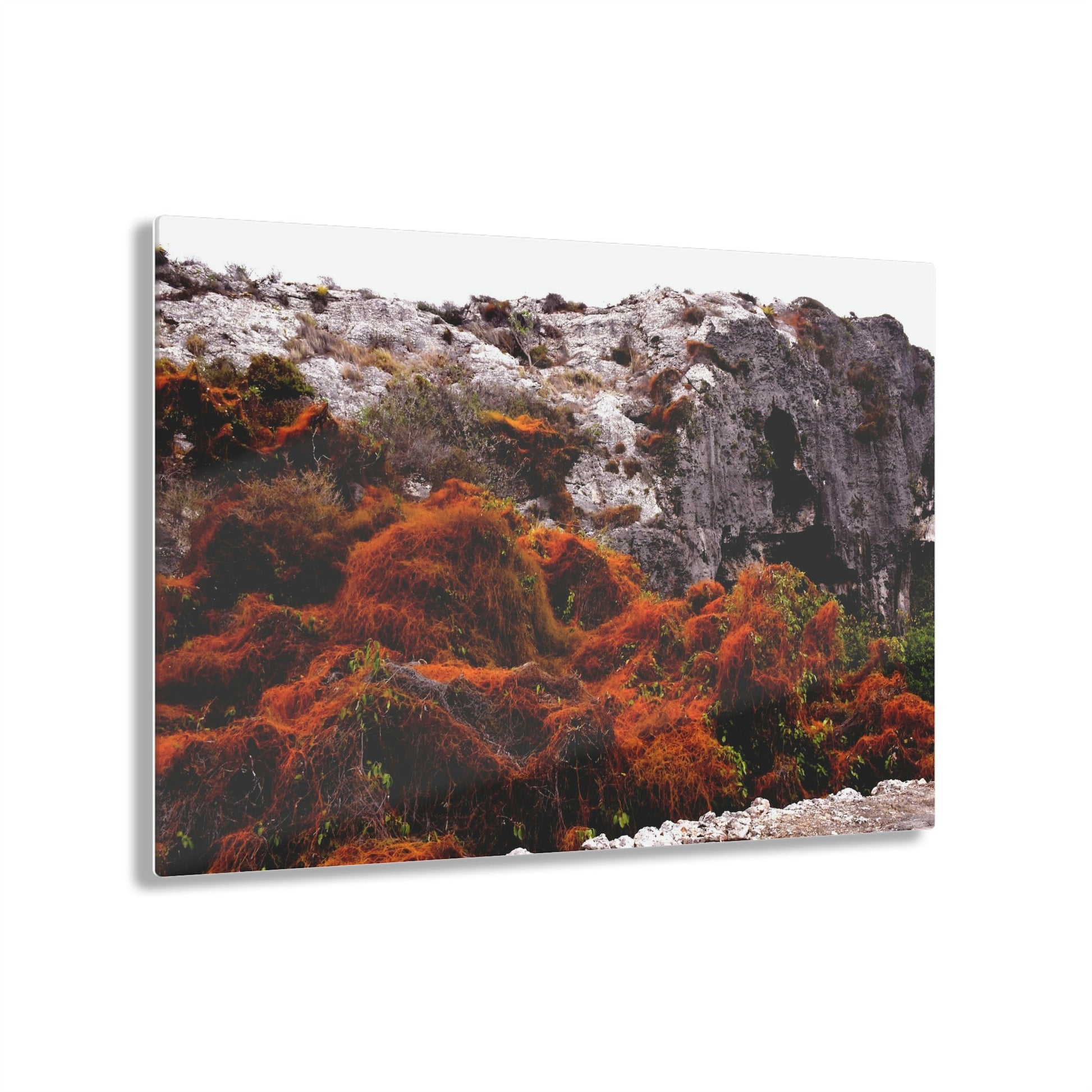 Acrylic Prints - US Made - Ideal for a Stunning Home/Office Decor Ideas - Remote Mona island - Orange vine on Cliffs Edge - CCMM* - Green Forest Home