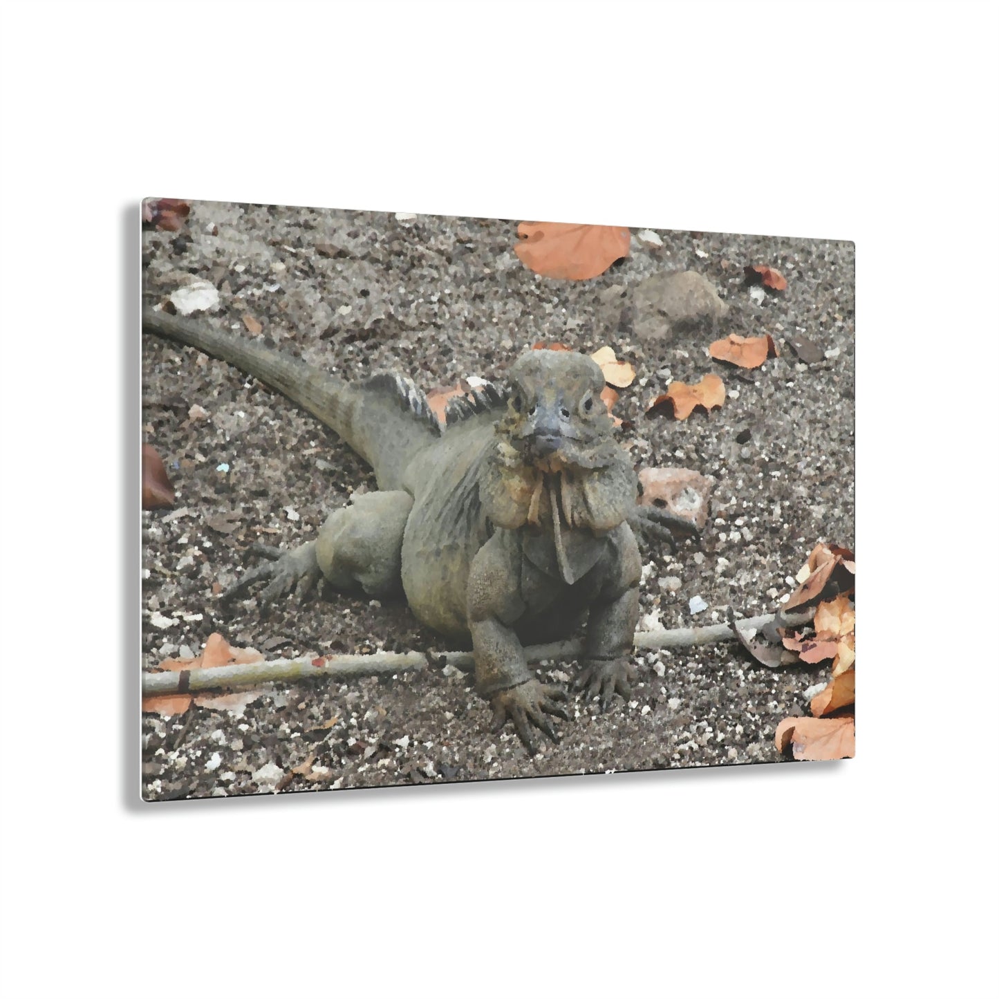 Acrylic Prints - US Made - Ideal for a Stunning Home/Office Decor Ideas - Remote Mona island - The Iguana Seeks Food - Painting - CCMM* - Green Forest Home