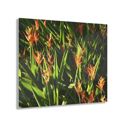 ACRYLIC Wall Prints - Common PR Flowers - the sharpest colors and prints - lasting glass surface - stunning for the Green Forest Home decor - US Made - Green Forest Home