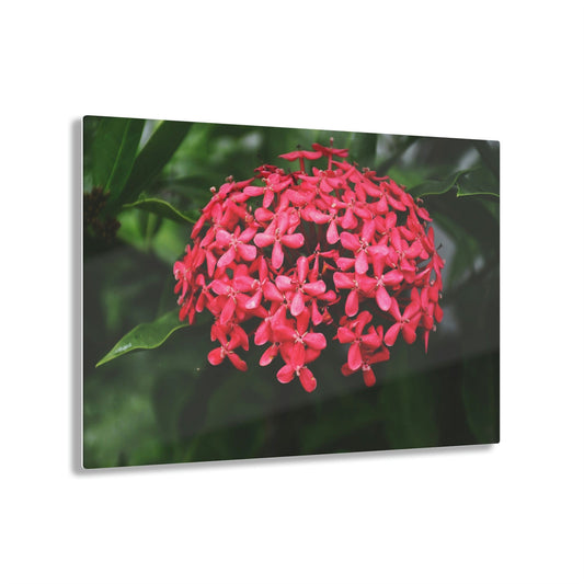 ACRYLIC Wall Prints - Common PR Flowers - the sharpest colors and prints - lasting glass surface - stunning for the Green Forest Home decor - US Made - Green Forest Home