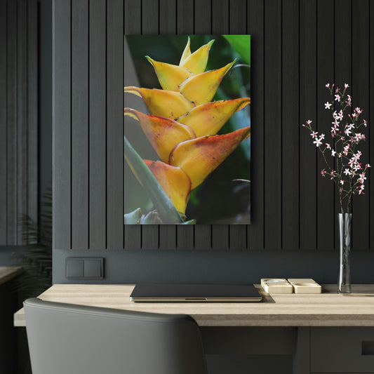 ACRYLIC Wall Prints - EL Yunque HELICONIA flower - the sharpest colors and prints - lasting glass surface - stunning for the Green Forest Home decor - US Made - Green Forest Home