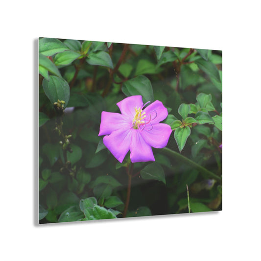 ACRYLIC Wall Prints - Foliage Flower Rio Sabana - the sharpest colors and prints - lasting glass surface - stunning for the Green Forest Home decor - US Made - Green Forest Home