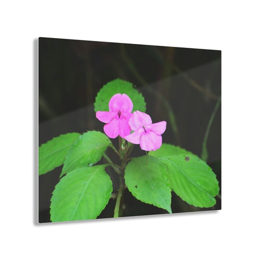 ACRYLIC Wall Prints - Miramelindas Flower in El Yunque - the sharpest colors and prints - lasting glass surface - stunning for the Green Forest Home decor - US Made - Green Forest Home