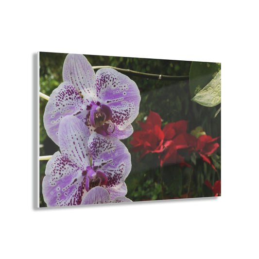 ACRYLIC Wall Prints - ORCHIDS - the sharpest colors and prints - lasting glass surface - stunning for the Green Forest Home decor - US Made - Green Forest Home
