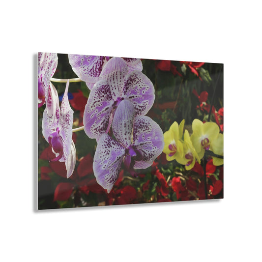 ACRYLIC Wall Prints - ORCHIDS - the sharpest colors and prints - lasting glass surface - stunning for the Green Forest Home decor - US Made - Green Forest Home