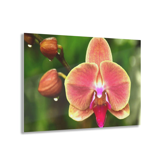 ACRYLIC Wall Prints - ORCHIDS - the sharpest colors and prints - lasting glass surface - stunning for the Green Forest Home decor - US Made - Green Forest Home