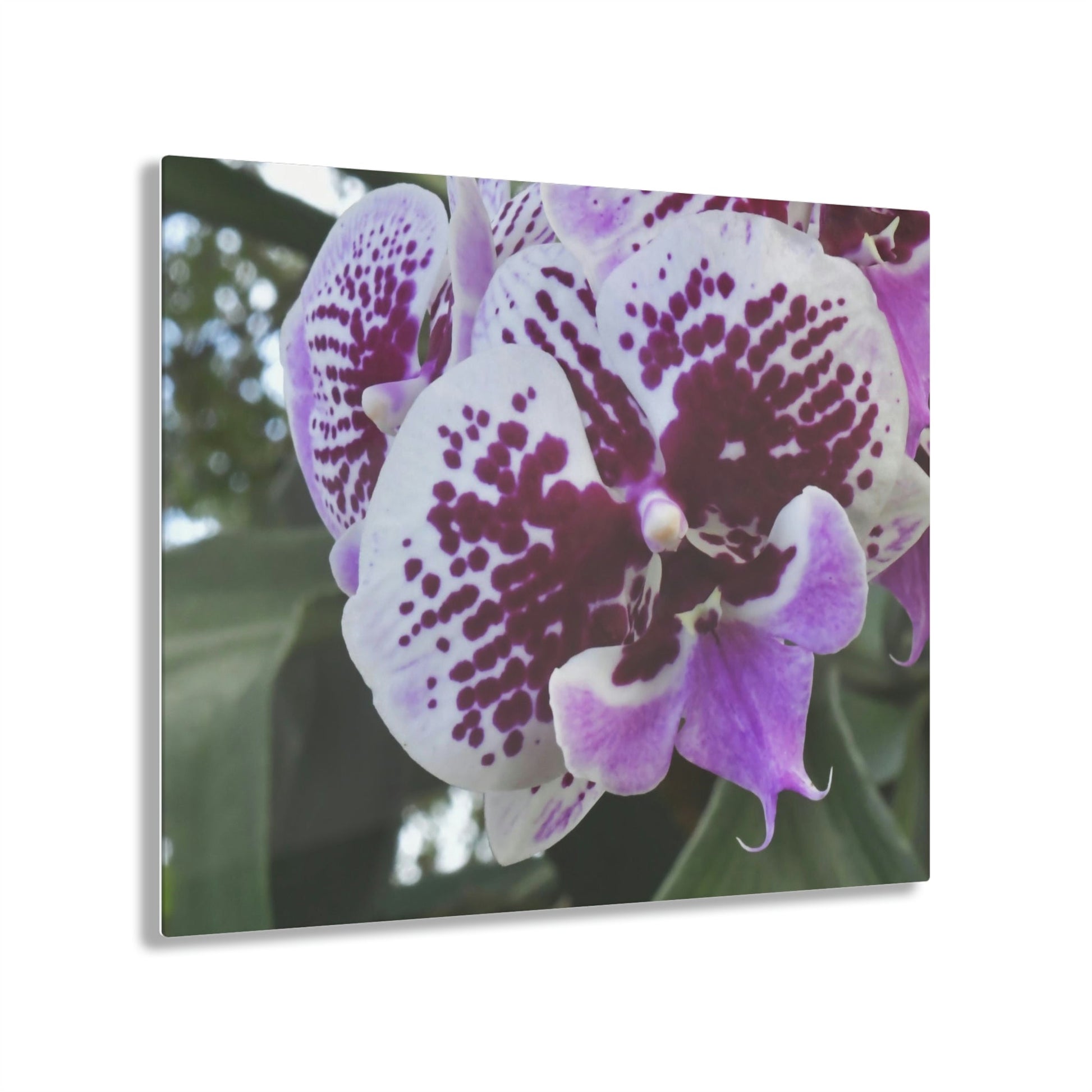 ACRYLIC Wall Prints - ORCHIDS - the sharpest colors and prints - lasting glass surface - stunning for the Green Forest Home decor - US Made - Green Forest Home
