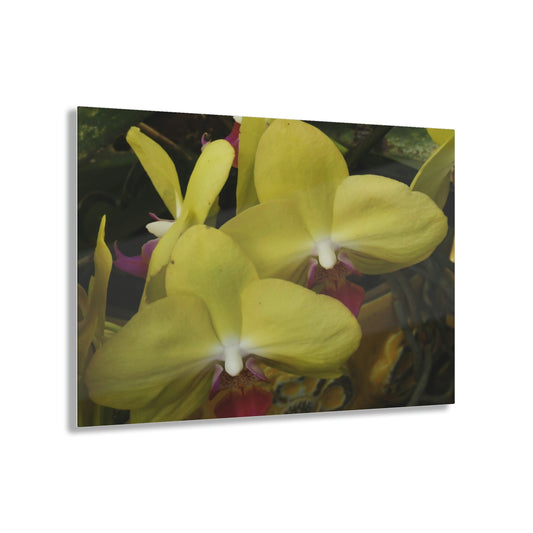 ACRYLIC Wall Prints - ORCHIDS - the sharpest colors and prints - lasting glass surface - stunning for the Green Forest Home decor - US Made - Green Forest Home