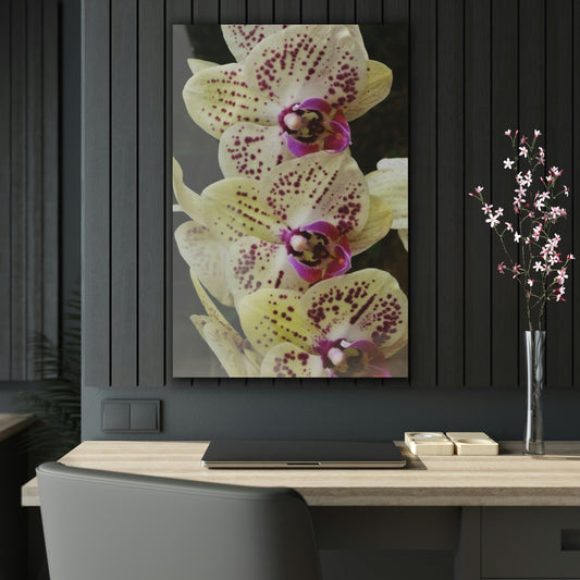 ACRYLIC Wall Prints - ORCHIDS - the sharpest colors and prints - lasting glass surface - stunning for the Green Forest Home decor - US Made - Green Forest Home