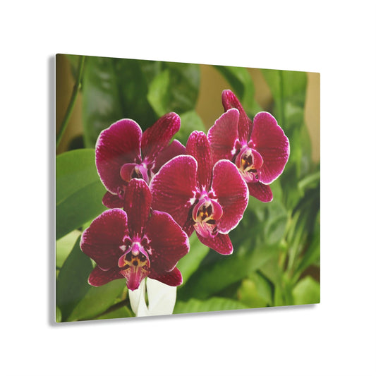 ACRYLIC Wall Prints - ORCHIDS - the sharpest colors and prints - lasting glass surface - stunning for the Green Forest Home decor - US Made - Green Forest Home