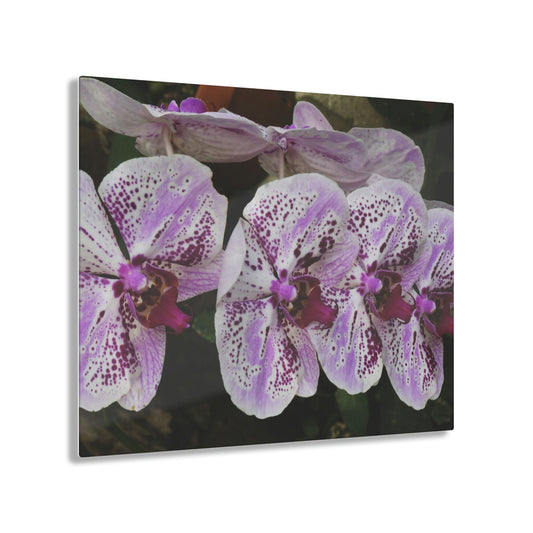 ACRYLIC Wall Prints - ORCHIDS - the sharpest colors and prints - lasting glass surface - stunning for the Green Forest Home decor - US Made - Green Forest Home