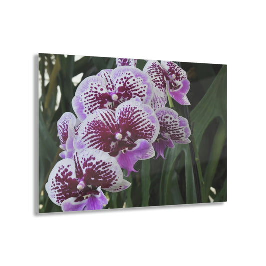 ACRYLIC Wall Prints - ORCHIDS - the sharpest colors and prints - lasting glass surface - stunning for the Green Forest Home decor - US Made - Green Forest Home