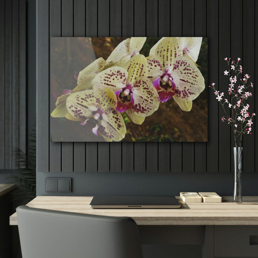 ACRYLIC Wall Prints - ORCHIDS - the sharpest colors and prints - lasting glass surface - stunning for the Green Forest Home decor - US Made - Green Forest Home