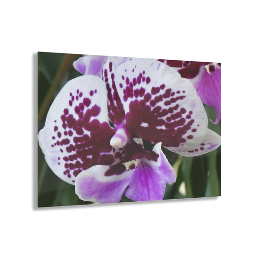 ACRYLIC Wall Prints - ORCHIDS - the sharpest colors and prints - lasting glass surface - stunning for the Green Forest Home decor - US Made - Green Forest Home
