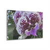 ACRYLIC Wall Prints - ORCHIDS - the sharpest colors and prints - lasting glass surface - stunning for the Green Forest Home decor - US Made - Green Forest Home