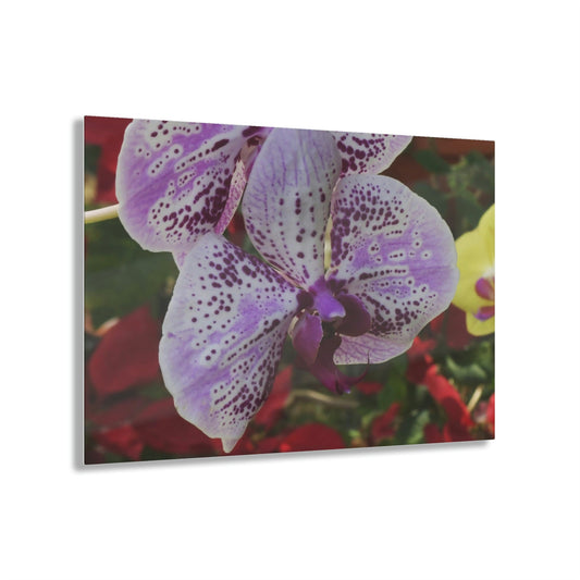 ACRYLIC Wall Prints - ORCHIDS - the sharpest colors and prints - lasting glass surface - stunning for the Green Forest Home decor - US Made - Green Forest Home