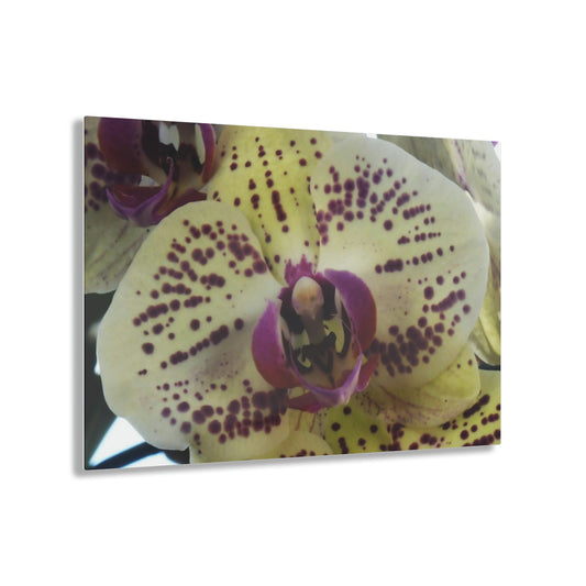 ACRYLIC Wall Prints - ORCHIDS - the sharpest colors and prints - lasting glass surface - stunning for the Green Forest Home decor - US Made - Green Forest Home