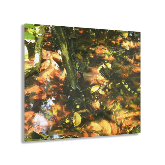 ACRYLIC Wall Prints - Swamp in Sunset Light - the sharpest colors and prints - lasting glass surface - stunning for the Green Forest Home decor - US Made - Green Forest Home