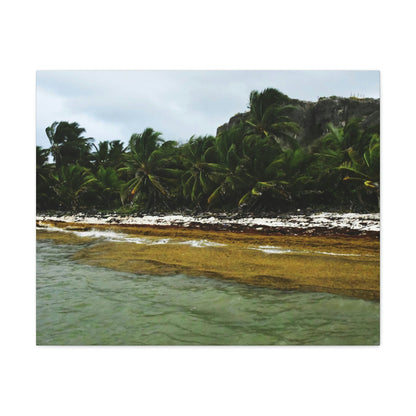 Amazing Mona Island - Puerto Rico - the Galapagos of the Caribbean - Pajaros beach - Green Forest Home