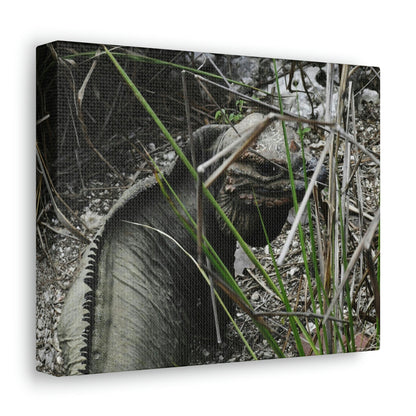 Amazing native Iguana of Mona Island - Puerto Rico - the Galapagos of the Caribbean - in Pajaros beach - Green Forest Home