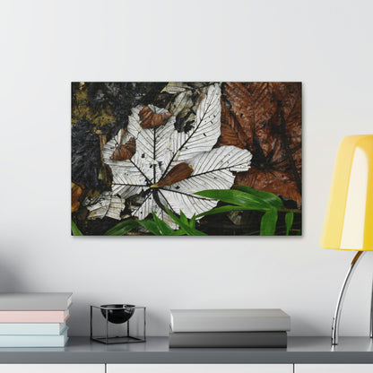 Canvas Stretched - Forest@Home - El Yunque - Recovering from Hurricane Maria - Fallen Yagrumo leafs - their two sides - Tradewinds