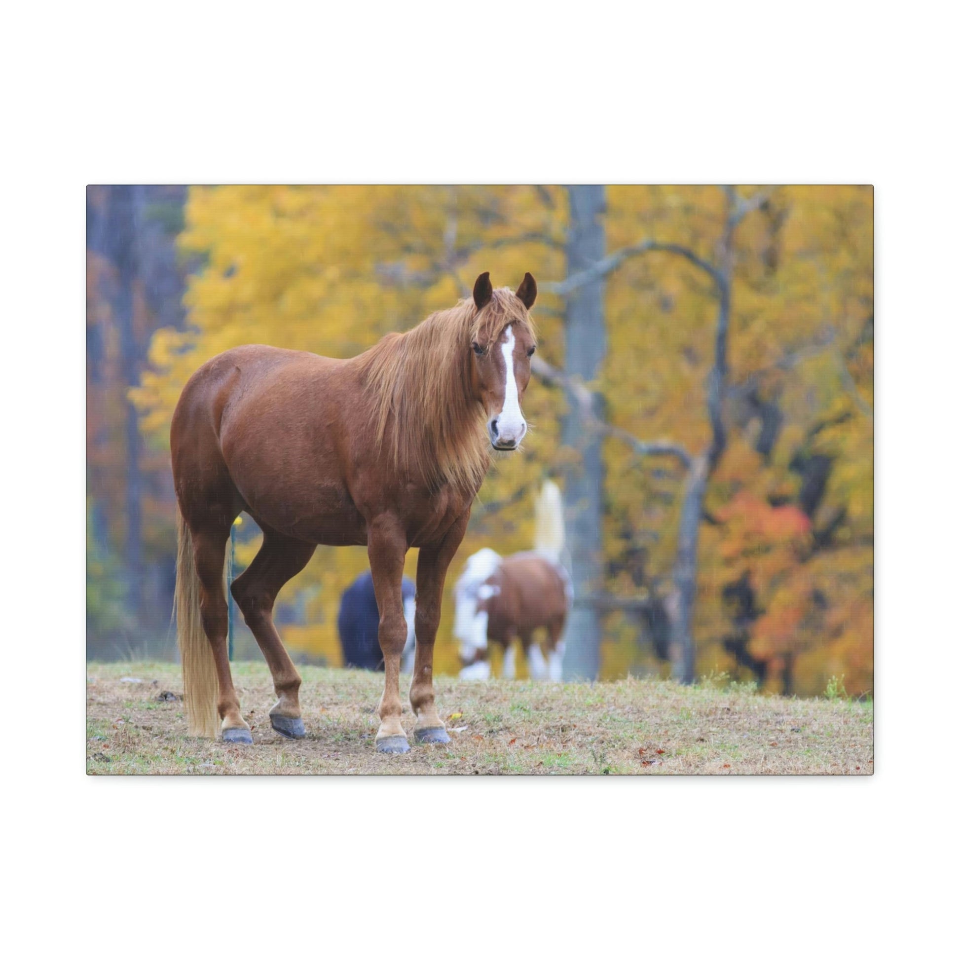 Canvas Gallery Wraps - A beautiful horse wants a photo - in Smoky Mountain National Park in Summer in Mountain National Park (SMNP) USA - Green Forest Home