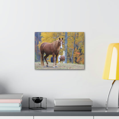 Canvas Gallery Wraps - A beautiful horse wants a photo - in Smoky Mountain National Park in Summer in Mountain National Park (SMNP) USA - Green Forest Home