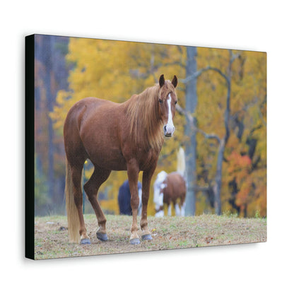 Canvas Gallery Wraps - A beautiful horse wants a photo - in Smoky Mountain National Park in Summer in Mountain National Park (SMNP) USA - Green Forest Home