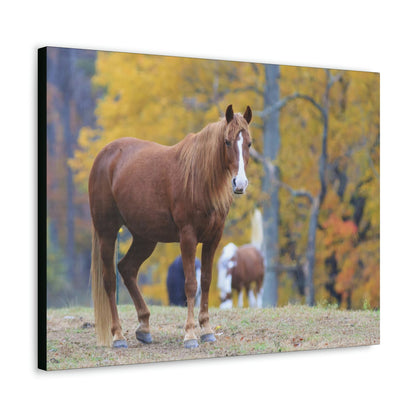 Canvas Gallery Wraps - A beautiful horse wants a photo - in Smoky Mountain National Park in Summer in Mountain National Park (SMNP) USA - Green Forest Home