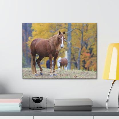 Canvas Gallery Wraps - A beautiful horse wants a photo - in Smoky Mountain National Park in Summer in Mountain National Park (SMNP) USA - Green Forest Home