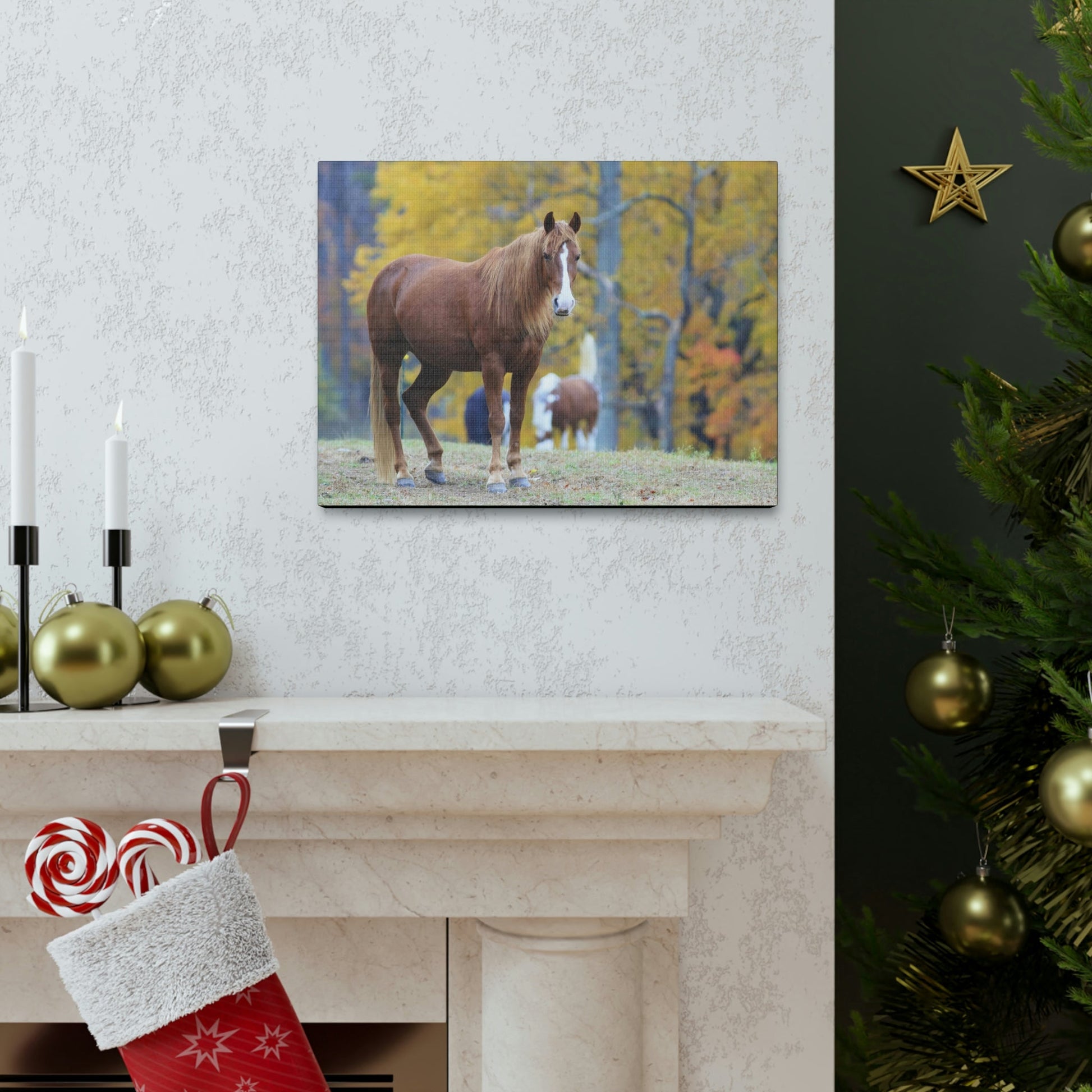 Canvas Gallery Wraps - A beautiful horse wants a photo - in Smoky Mountain National Park in Summer in Mountain National Park (SMNP) USA - Green Forest Home