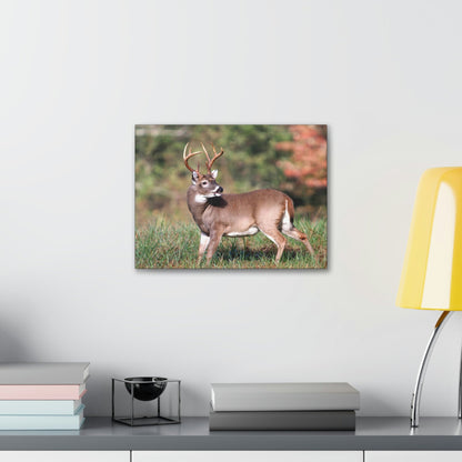 Canvas Gallery Wraps - A selfie for a Whitetail deer buck in Smoky Mountain National Park in Summer in Mountain National Park (SMNP) USA - Green Forest Home