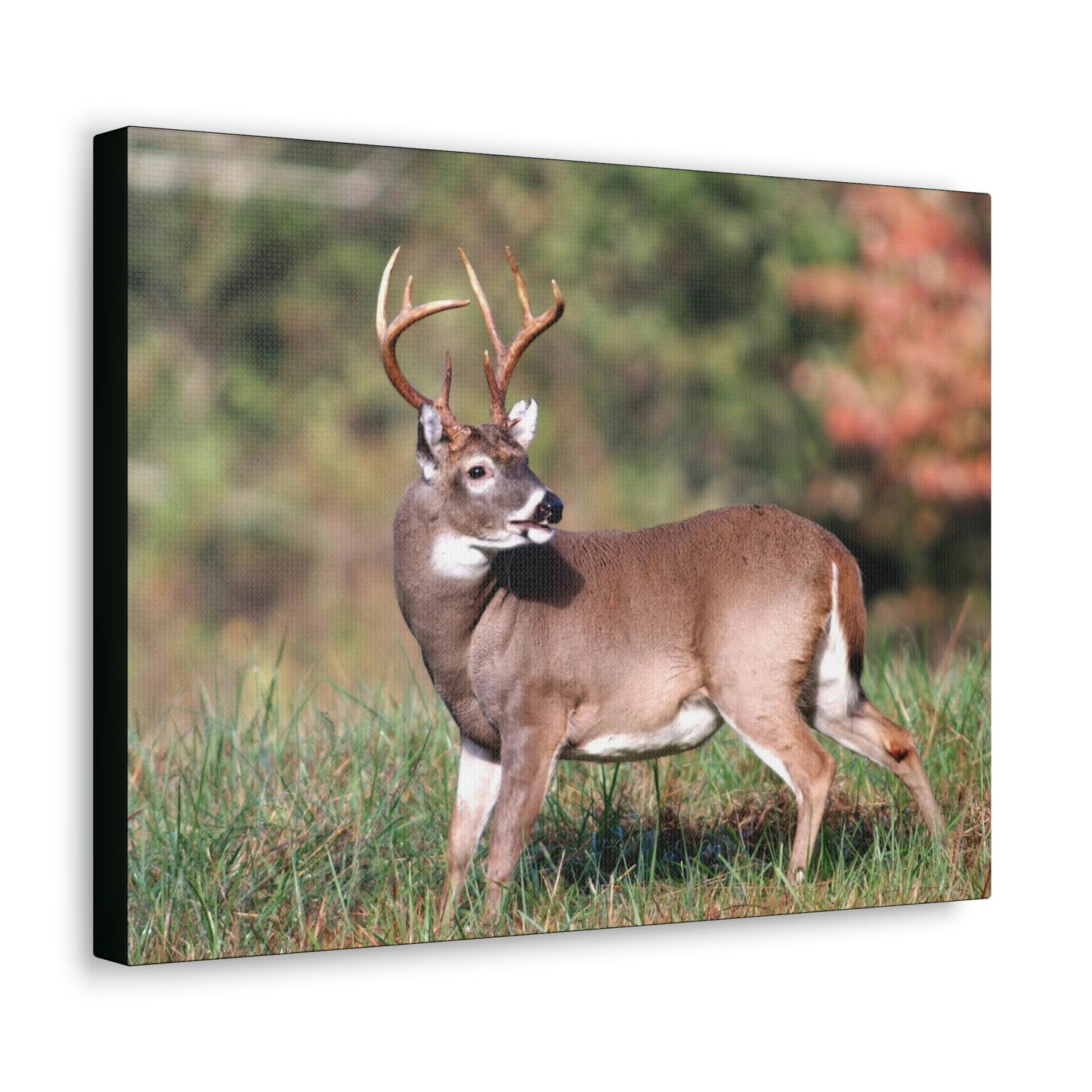 Canvas Gallery Wraps - A selfie for a Whitetail deer buck in Smoky Mountain National Park in Summer in Mountain National Park (SMNP) USA - Green Forest Home