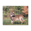 Canvas Gallery Wraps - A selfie for a Whitetail deer buck in Smoky Mountain National Park in Summer in Mountain National Park (SMNP) USA - Green Forest Home