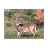 Canvas Gallery Wraps - A selfie for a Whitetail deer buck in Smoky Mountain National Park in Summer in Mountain National Park (SMNP) USA - Green Forest Home