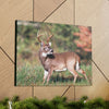 Canvas Gallery Wraps - A selfie for a Whitetail deer buck in Smoky Mountain National Park in Summer in Mountain National Park (SMNP) USA - Green Forest Home