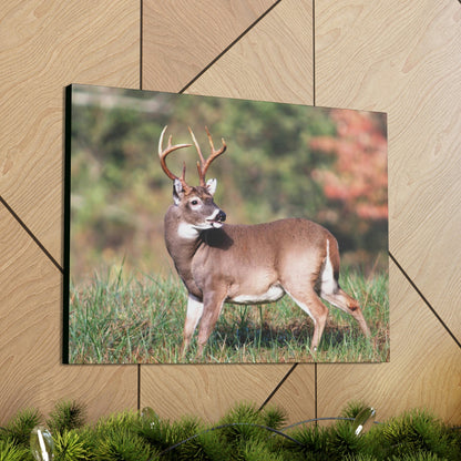 Canvas Gallery Wraps - A selfie for a Whitetail deer buck in Smoky Mountain National Park in Summer in Mountain National Park (SMNP) USA - Green Forest Home