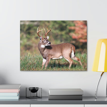 Canvas Gallery Wraps - A selfie for a Whitetail deer buck in Smoky Mountain National Park in Summer in Mountain National Park (SMNP) USA - Green Forest Home
