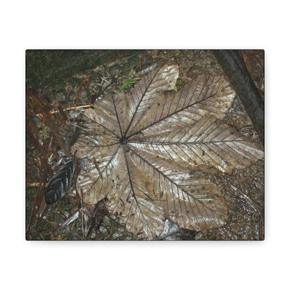 Canvas Gallery Wraps - A Yagrumo and other leaves decomposing in Tradewinds trail before Maria - 2013 - old pal region - Green Forest Home