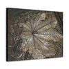 Canvas Gallery Wraps - A Yagrumo and other leaves decomposing in Tradewinds trail before Maria - 2013 - old pal region - Green Forest Home