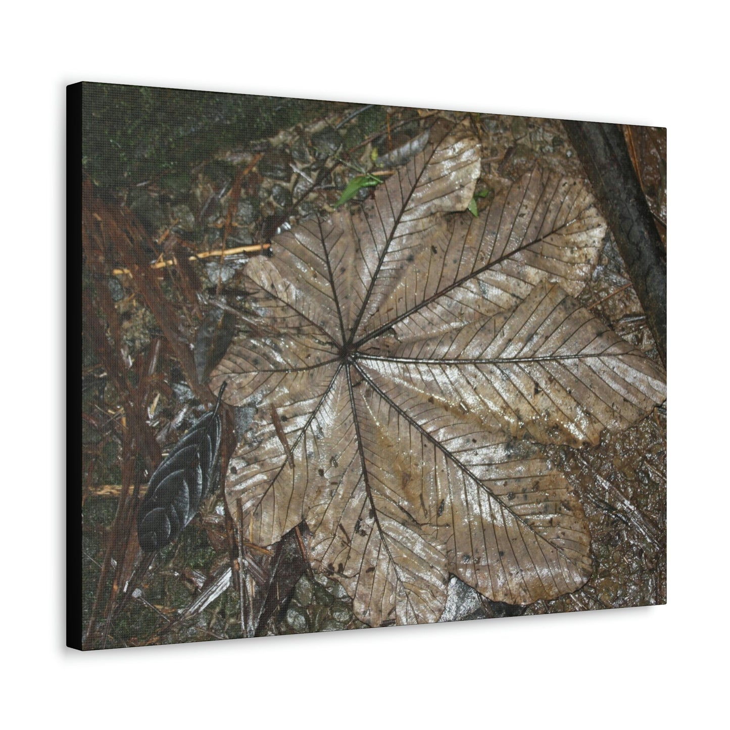 Canvas Gallery Wraps - A Yagrumo and other leaves decomposing in Tradewinds trail before Maria - 2013 - old pal region - Green Forest Home