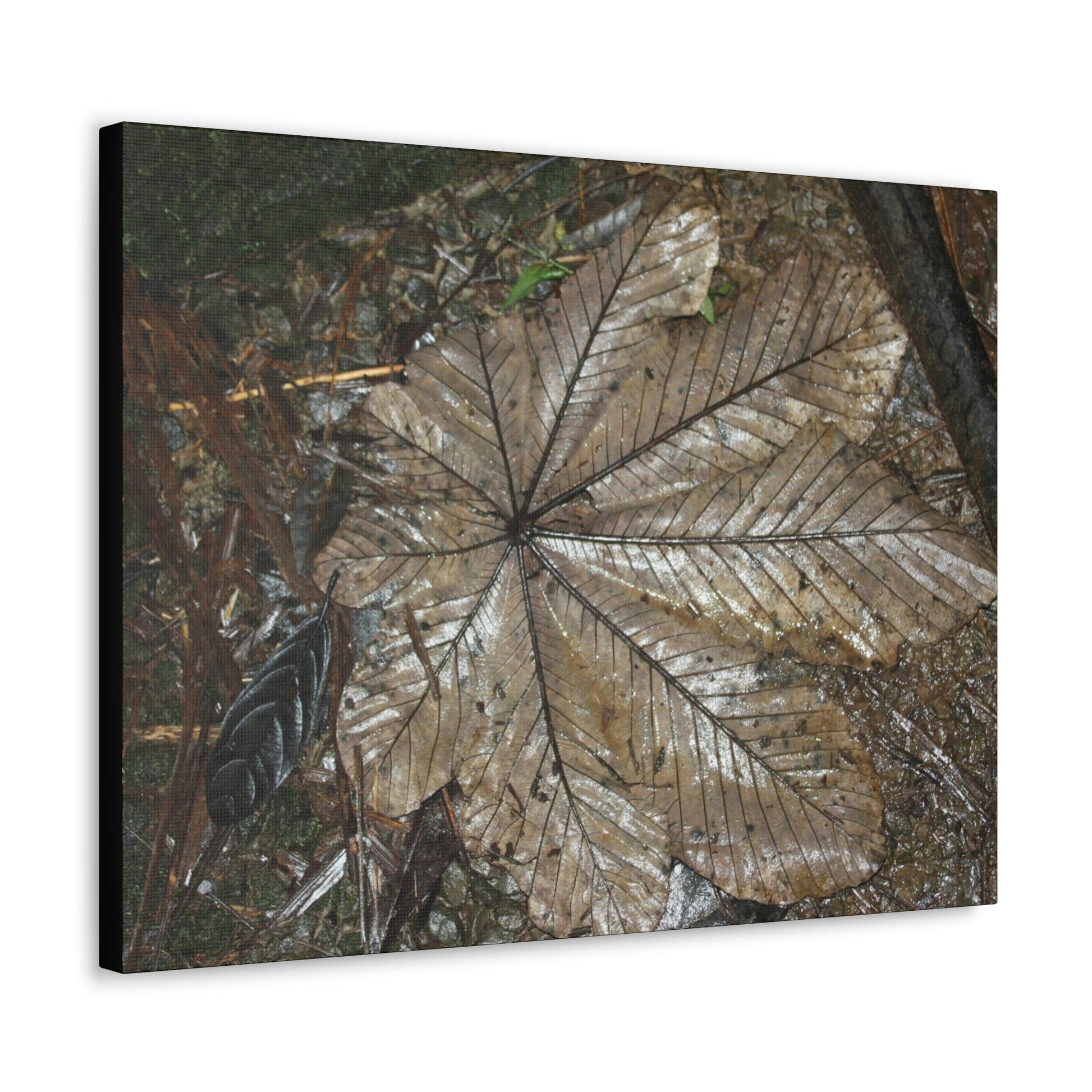Canvas Gallery Wraps - A Yagrumo and other leaves decomposing in Tradewinds trail before Maria - 2013 - old pal region - Green Forest Home
