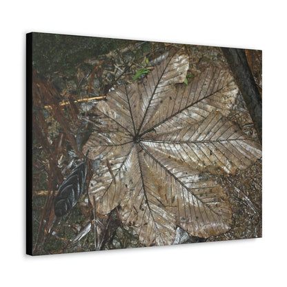 Canvas Gallery Wraps - A Yagrumo and other leaves decomposing in Tradewinds trail before Maria - 2013 - old pal region - Green Forest Home