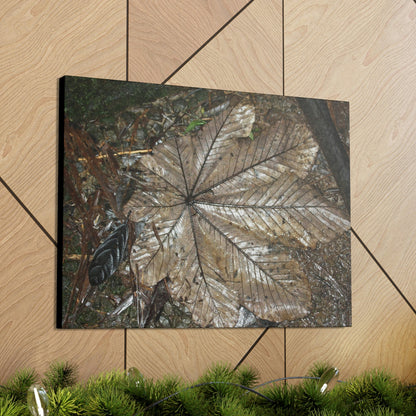 Canvas Gallery Wraps - A Yagrumo and other leaves decomposing in Tradewinds trail before Maria - 2013 - old pal region - Green Forest Home