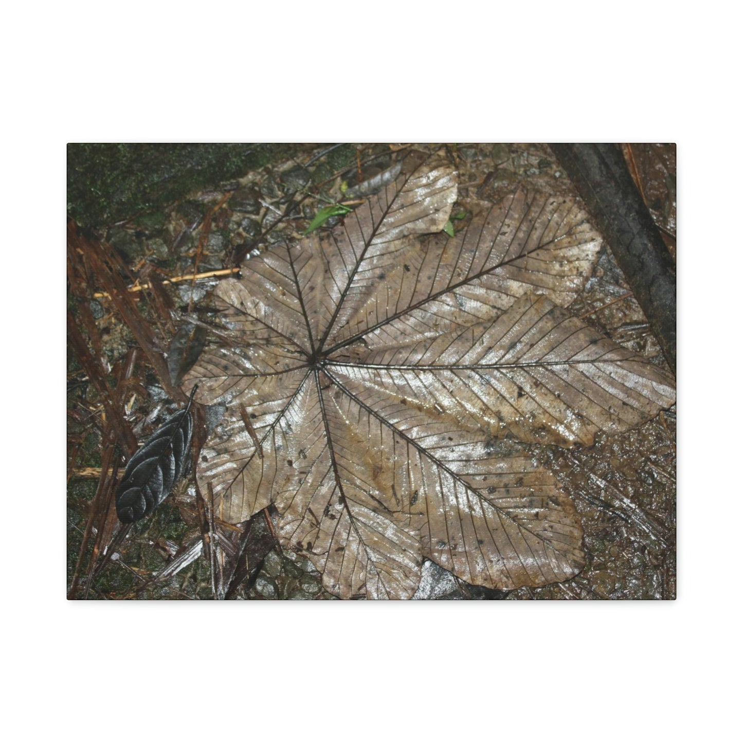 Canvas Gallery Wraps - A Yagrumo and other leaves decomposing in Tradewinds trail before Maria - 2013 - old pal region - Green Forest Home