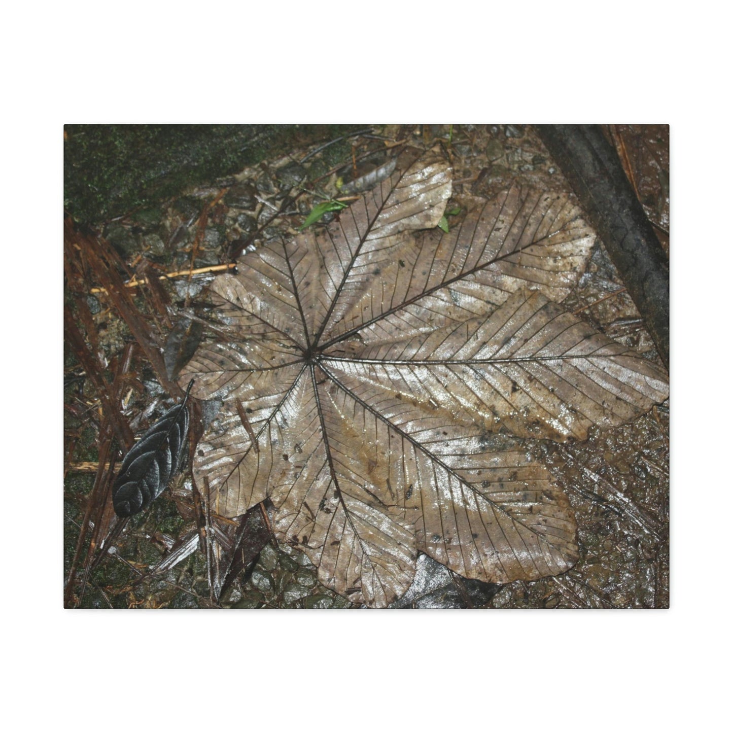 Canvas Gallery Wraps - A Yagrumo and other leaves decomposing in Tradewinds trail before Maria - 2013 - old pal region - Green Forest Home