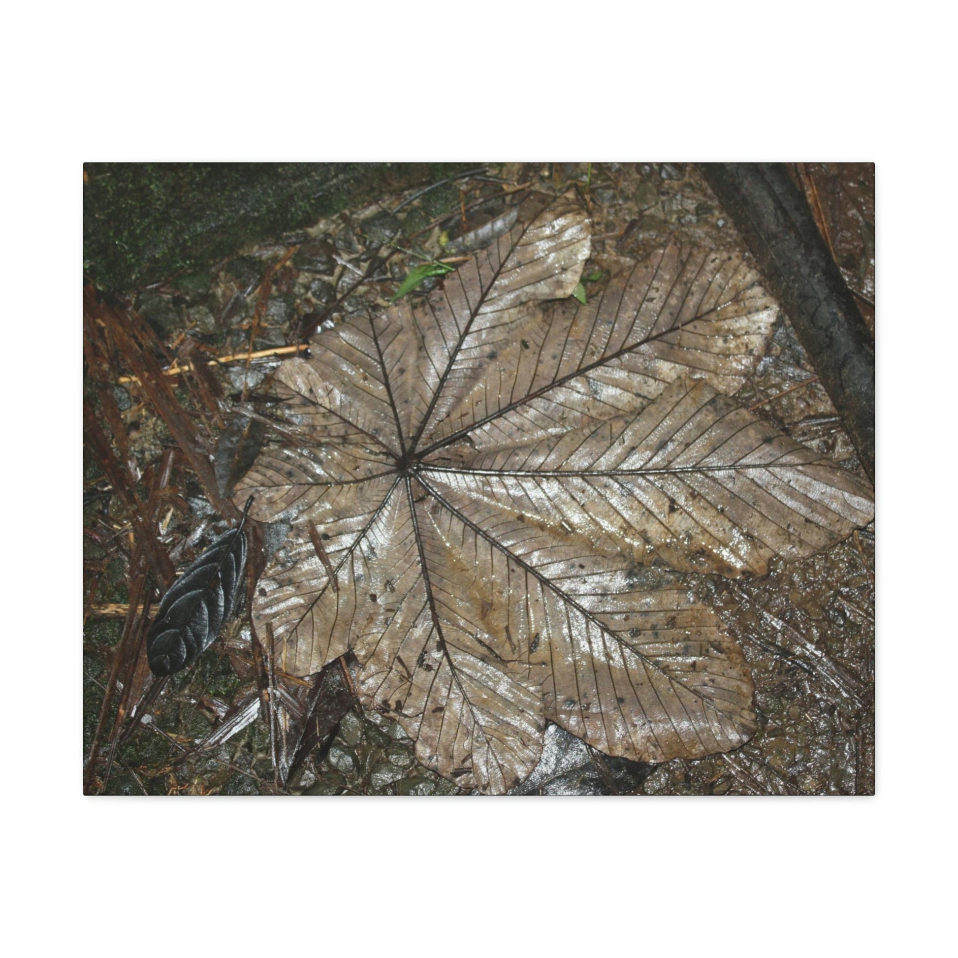 Canvas Gallery Wraps - A Yagrumo and other leaves decomposing in Tradewinds trail before Maria - 2013 - old pal region - Green Forest Home