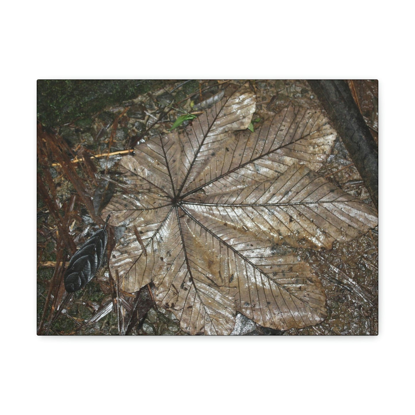 Canvas Gallery Wraps - A Yagrumo and other leaves decomposing in Tradewinds trail before Maria - 2013 - old pal region - Green Forest Home